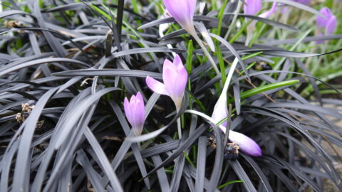 Crocus - Green Thumb Foodie
