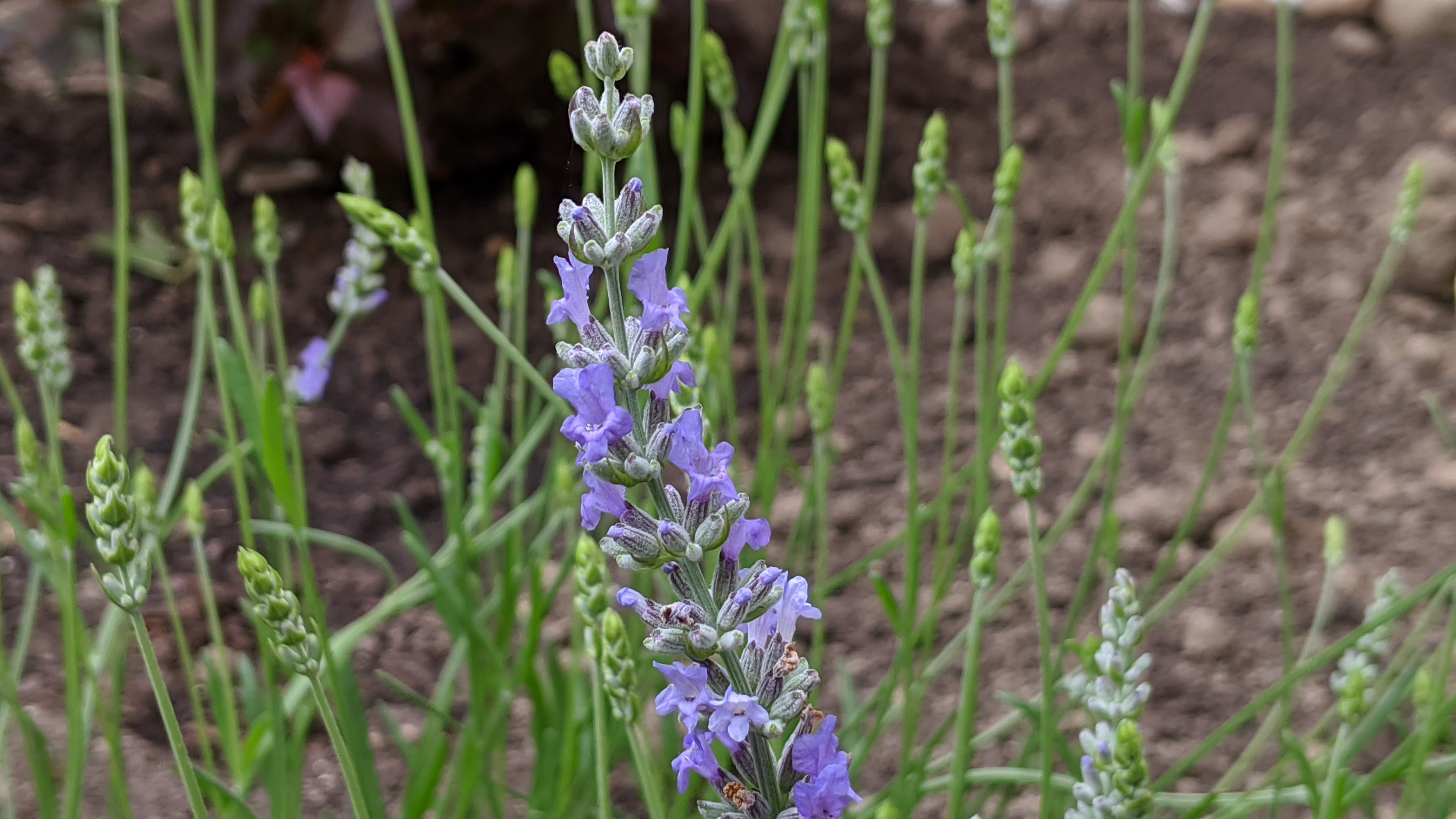 Grosso Lavender - Green Thumb Foodie