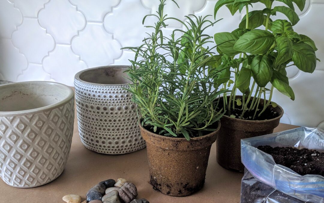 Potted Herbs for your Kitchen