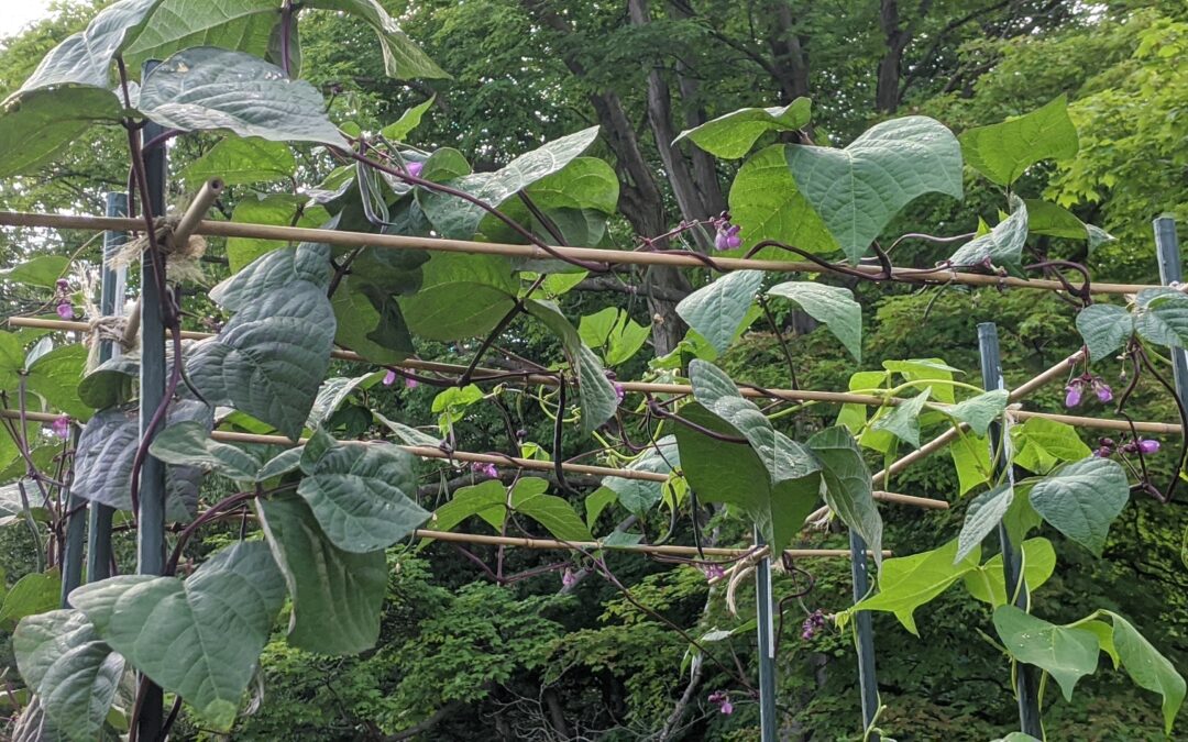 Growing Climbing Beans