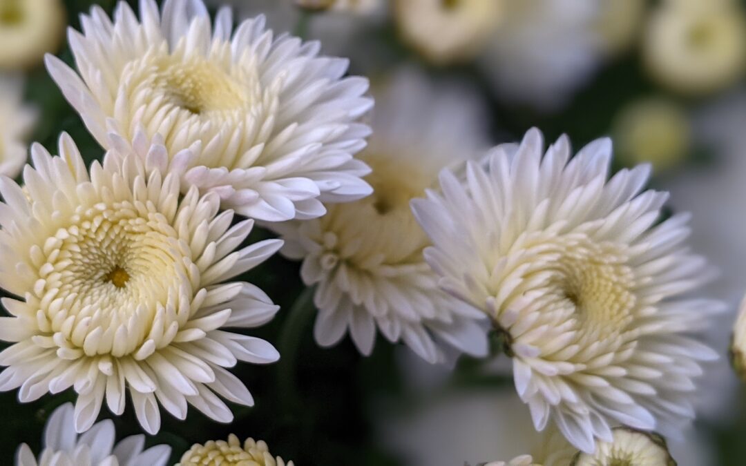 Chrysanthemums